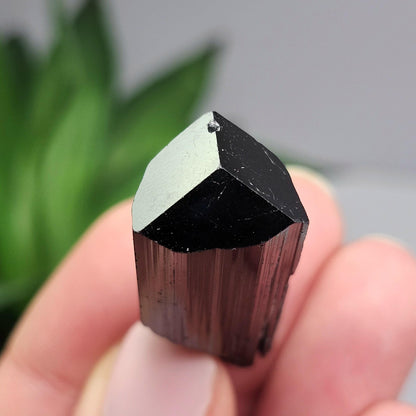 Terminated Black Tourmaline Crystal (1.25"+), Raw Tourmaline Stone Specimen