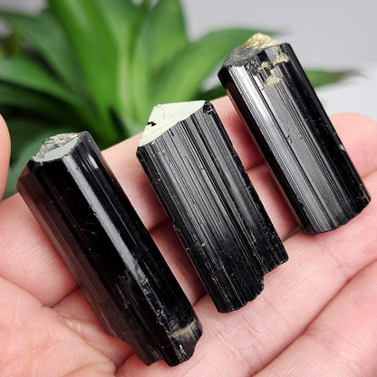 Terminated Black Tourmaline Crystal (1.25"+), Raw Tourmaline Stone Specimen