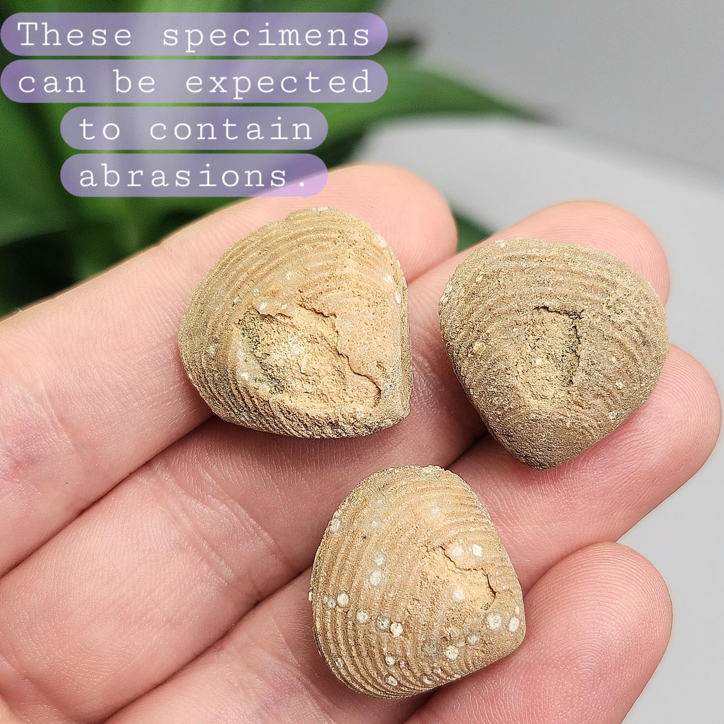 Moroccan Brachiopod Shell Fossil, Brachiopod Fossilized Sea Shells
