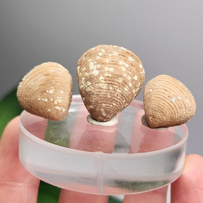 Moroccan Brachiopod Shell Fossil, Brachiopod Fossilized Sea Shells