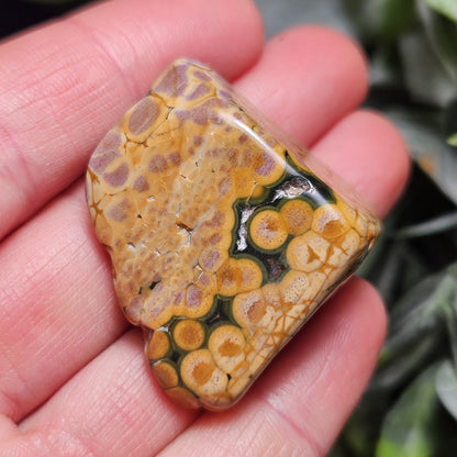 Orbicular Ocean Jasper Tumbled Stone, Natural Polished Kabamby Ocean Jasper Crystal from Madagascar