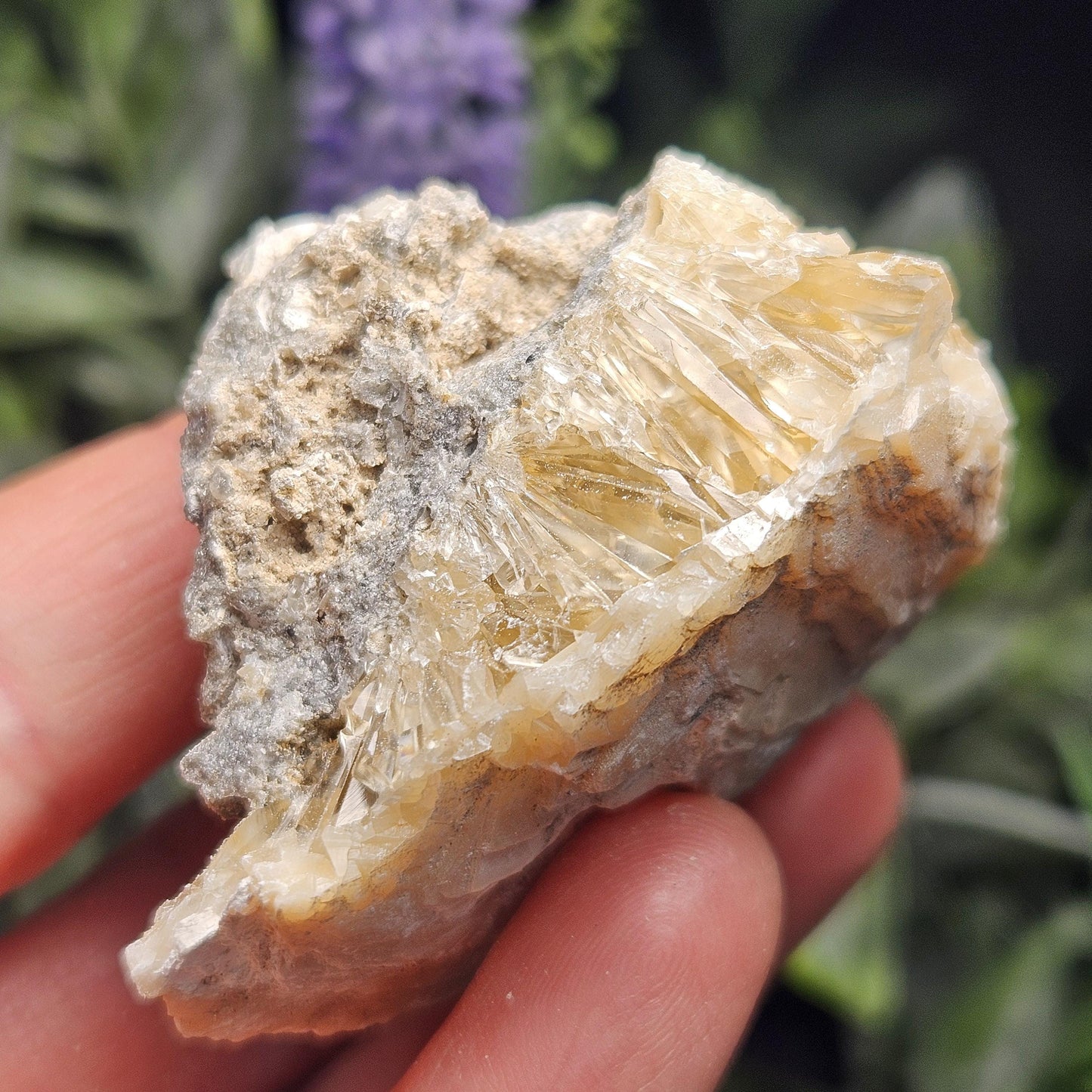 Calcite Clam Shell Fossil, Rucks Pit Honey Calcite in Shell Fossil