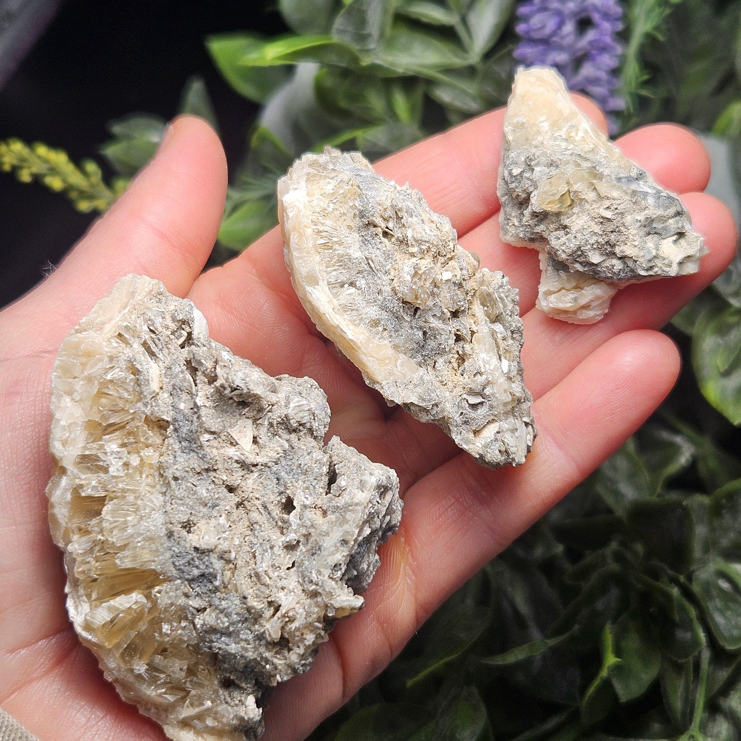 Calcite Clam Shell Fossil, Rucks Pit Honey Calcite in Shell Fossil