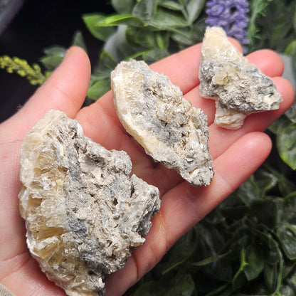 Calcite Clam Shell Fossil, Rucks Pit Honey Calcite in Shell Fossil