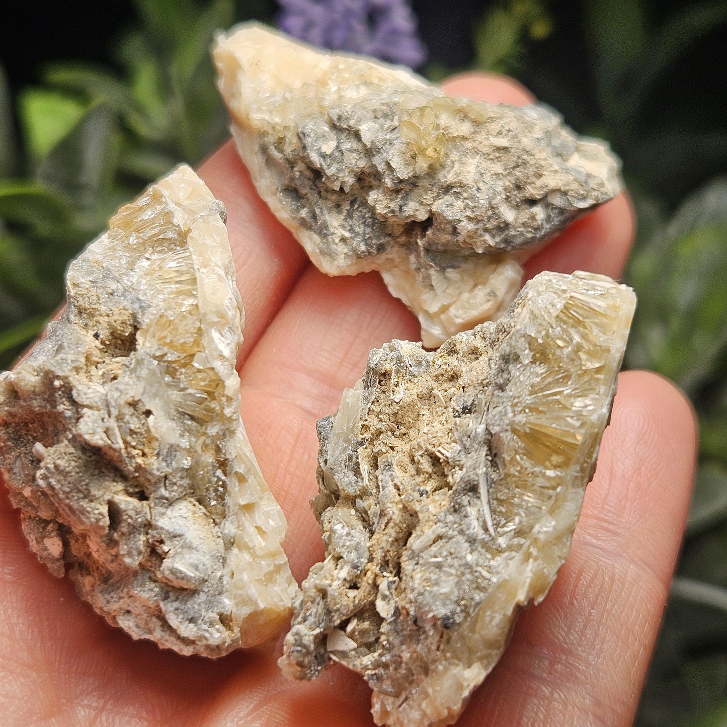 Calcite Clam Shell Fossil, Rucks Pit Honey Calcite in Shell Fossil