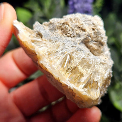 Calcite Clam Shell Fossil, Rucks Pit Honey Calcite in Shell Fossil