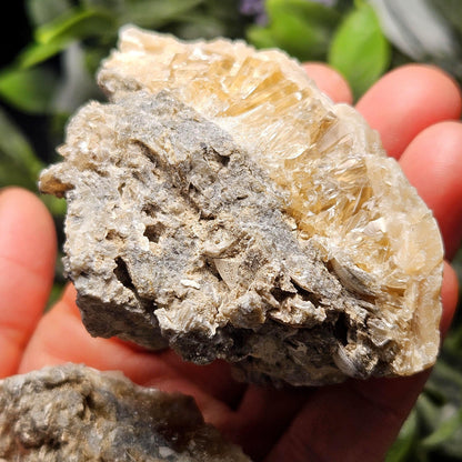 Calcite Clam Shell Fossil, Rucks Pit Honey Calcite in Shell Fossil