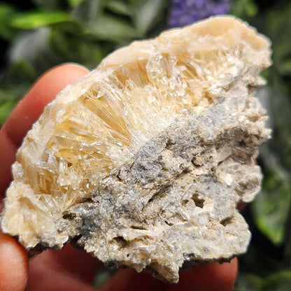 Calcite Clam Shell Fossil, Rucks Pit Honey Calcite in Shell Fossil