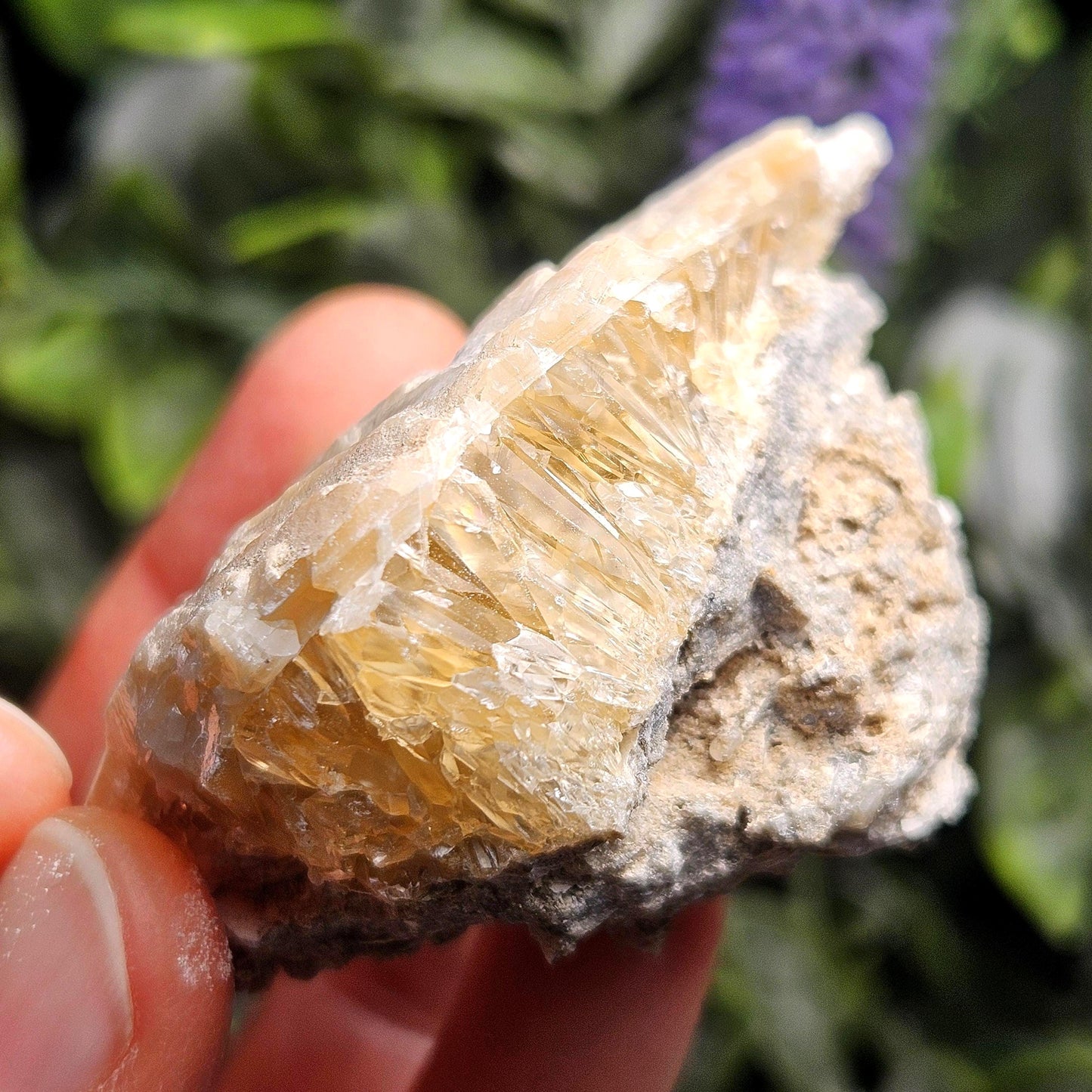 Calcite Clam Shell Fossil, Rucks Pit Honey Calcite in Shell Fossil