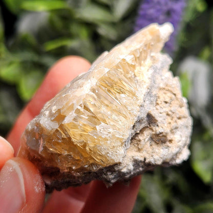 Calcite Clam Shell Fossil, Rucks Pit Honey Calcite in Shell Fossil
