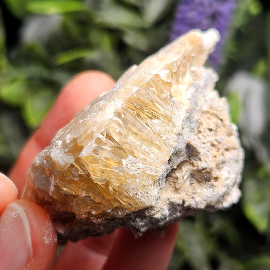 Calcite Clam Shell Fossil, Rucks Pit Honey Calcite in Shell Fossil