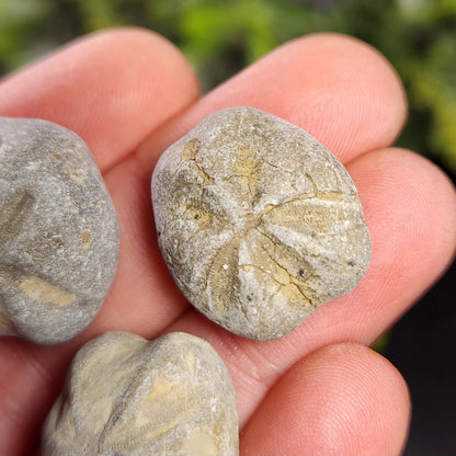 Sand Dollar Fossil Specimen, Authentic Marine Fossilized Sandollar Tumble Fossil