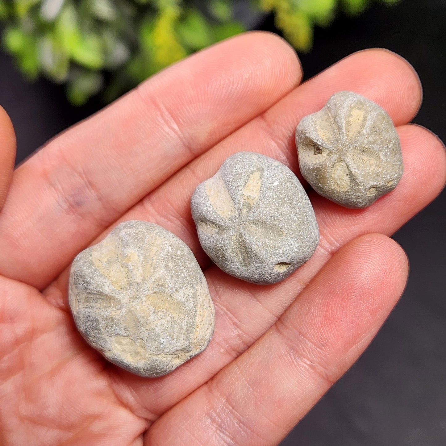 Sand Dollar Fossil Specimen, Authentic Marine Fossilized Sandollar Tumble Fossil