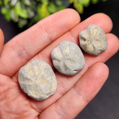 Sand Dollar Fossil Specimen, Authentic Marine Fossilized Sandollar Tumble Fossil