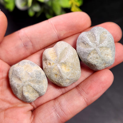 Sand Dollar Fossil Specimen, Authentic Marine Fossilized Sandollar Tumble Fossil