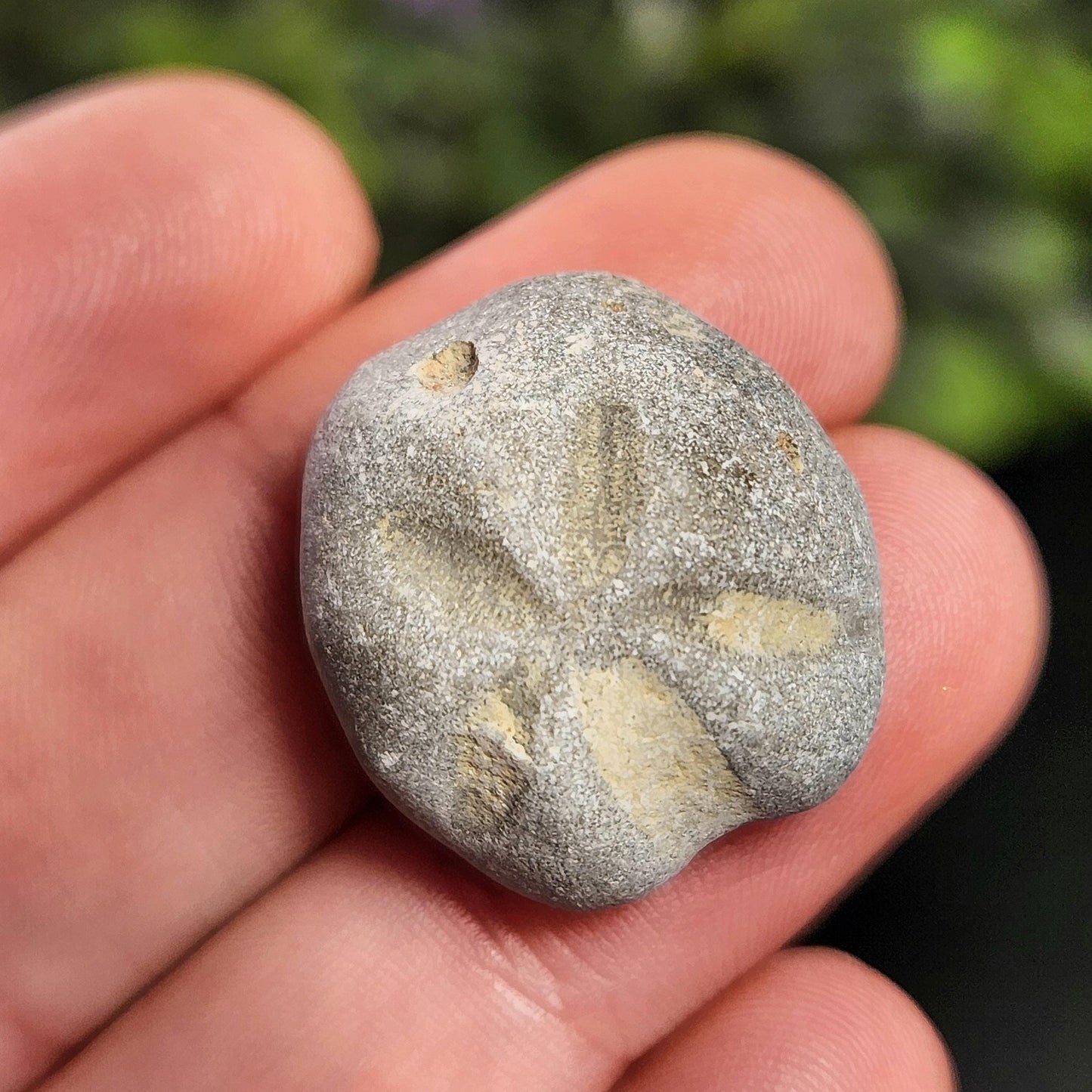 Sand Dollar Fossil Specimen, Authentic Marine Fossilized Sandollar Tumble Fossil