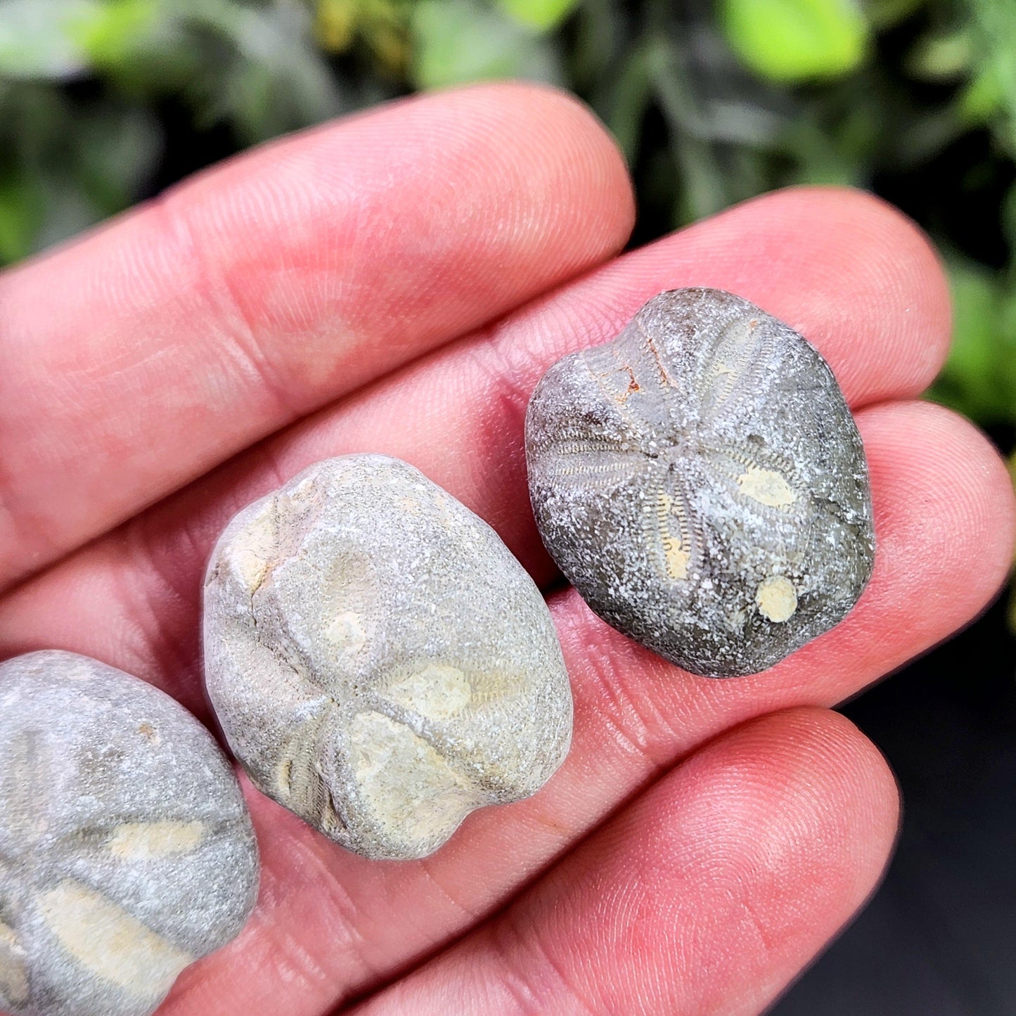 Sand Dollar Fossil Specimen, Authentic Marine Fossilized Sandollar Tumble Fossil