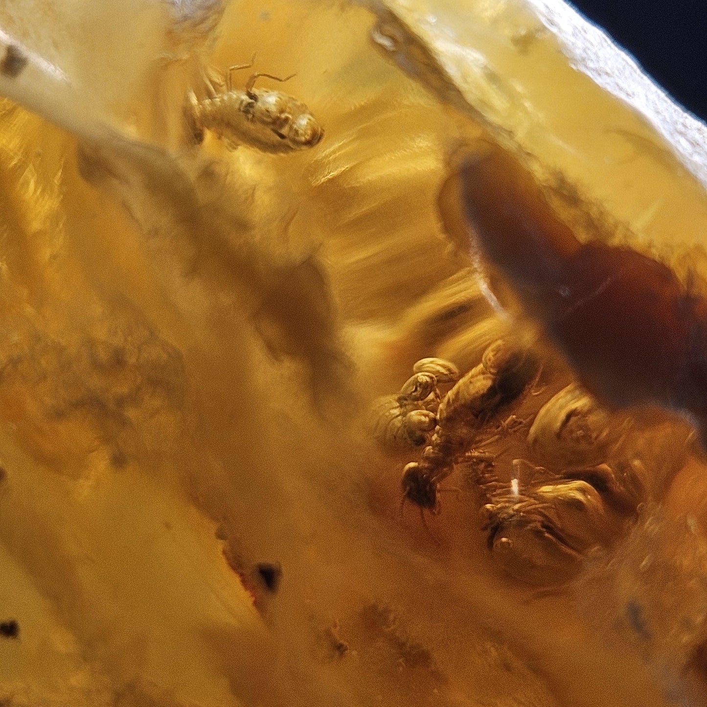 HUGE Amber with Moving Enhydro Bubble & Insect Inclusions 1.17lb
