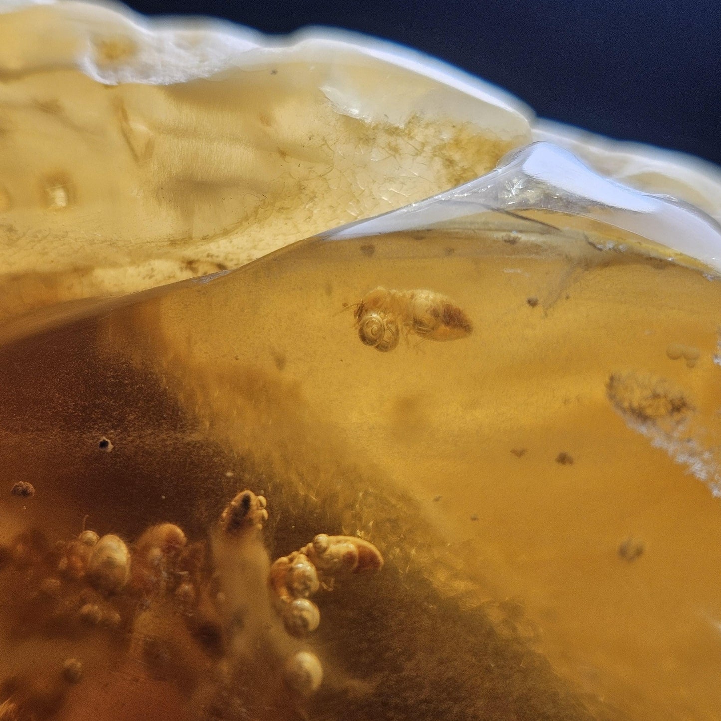HUGE Amber with Moving Enhydro Bubble & Insect Inclusions 1.17lb