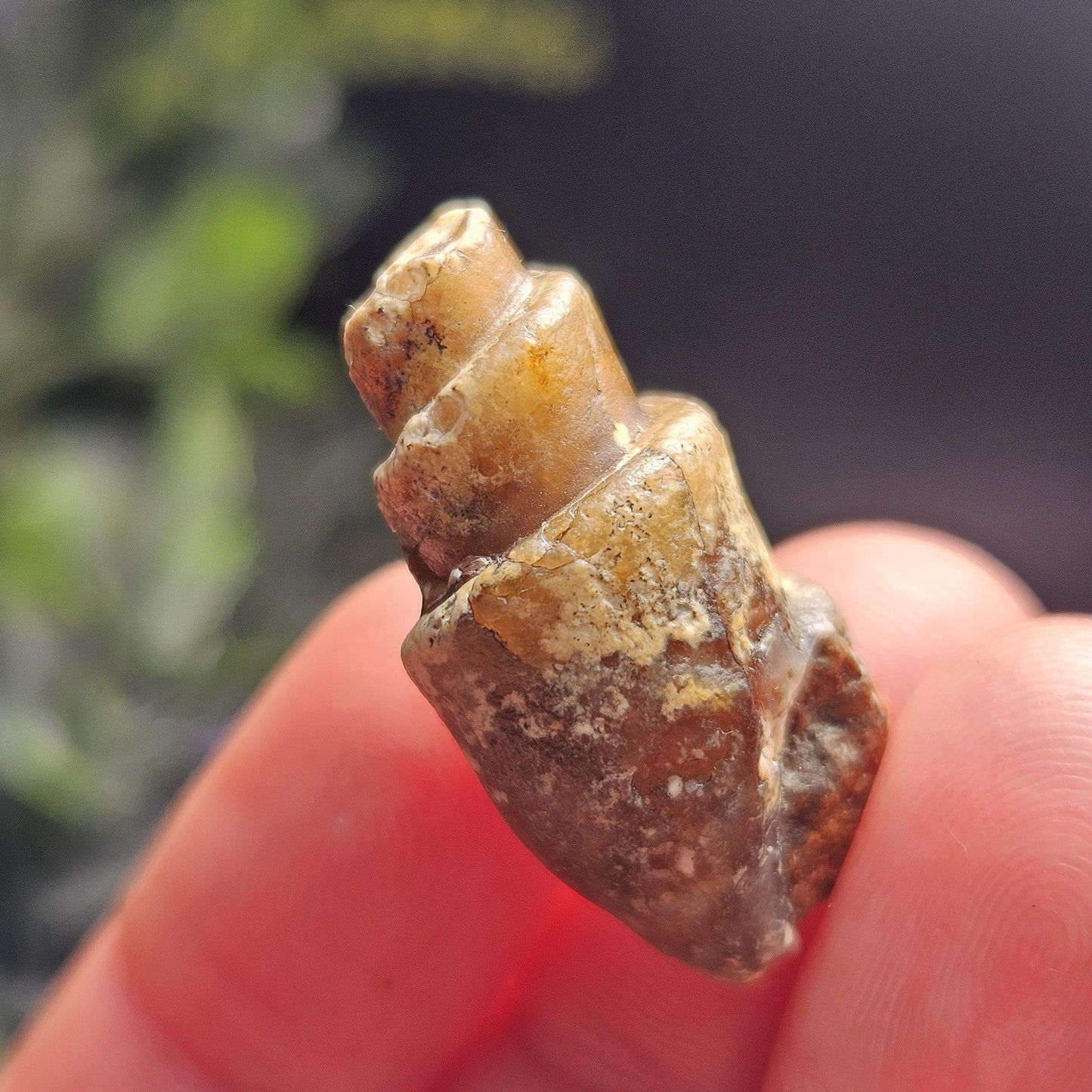 Agatized Spiral Fossil, Turritella Fossilized Snail Gastropod Shell (0.5