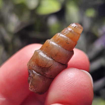 Agatized Spiral Fossil, Turritella Fossilized Snail Gastropod Shell (0.5
