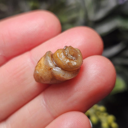 Agatized Spiral Fossil, Turritella Fossilized Snail Gastropod Shell (0.5