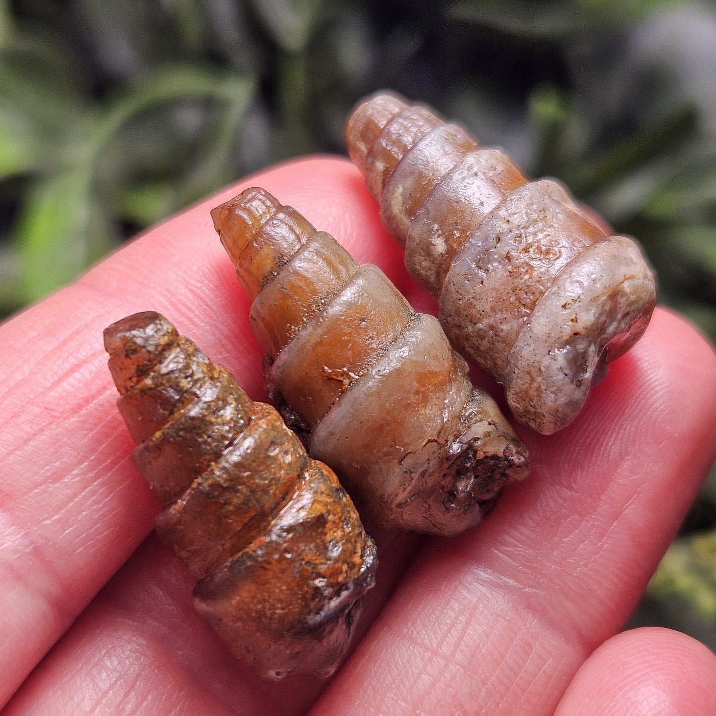 Agatized Spiral Fossil, Turritella Fossilized Snail Gastropod Shell (0.5