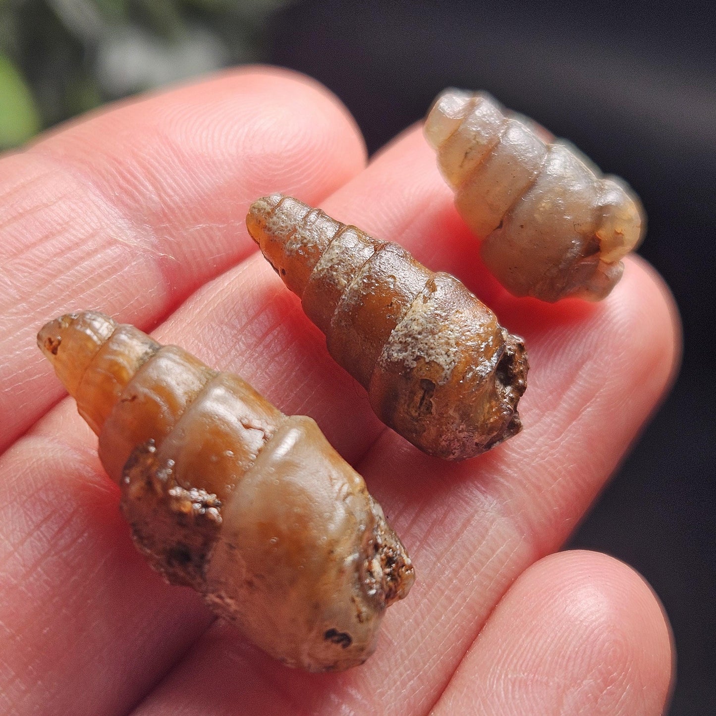 Agatized Spiral Fossil, Turritella Fossilized Snail Gastropod Shell (0.5