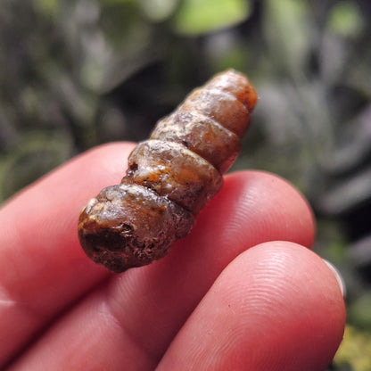 Agatized Spiral Fossil, Turritella Fossilized Snail Gastropod Shell (0.5