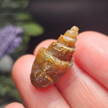 Agatized Spiral Fossil, Turritella Fossilized Snail Gastropod Shell (0.5