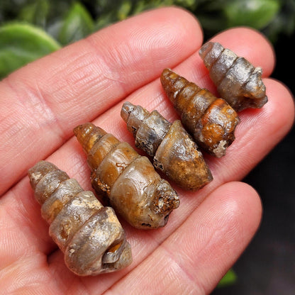 Agatized Spiral Fossil, Turritella Fossilized Snail Gastropod Shell (0.5