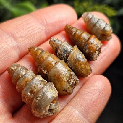 Agatized Spiral Fossil, Turritella Fossilized Snail Gastropod Shell (0.5