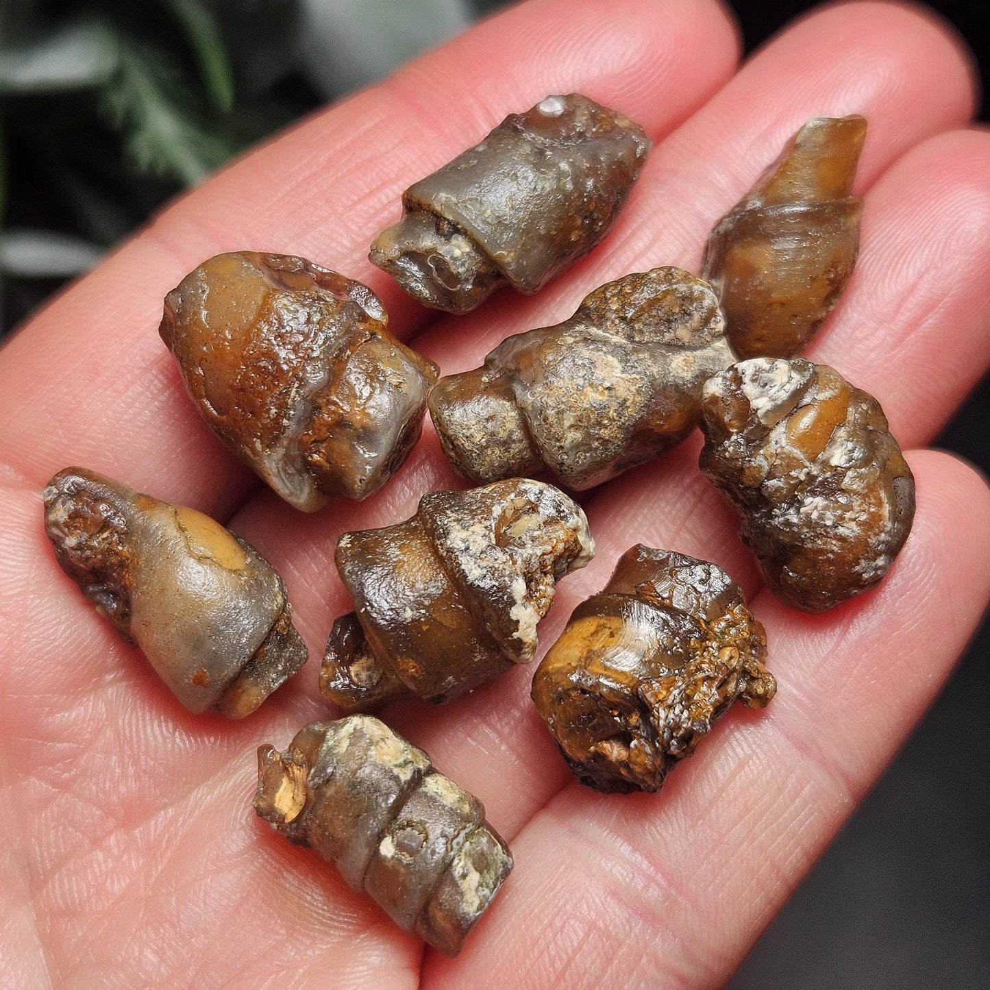 Agate Sea Shell Fossil, Turritella Fossilized Snail Gastropod Shell (0.5