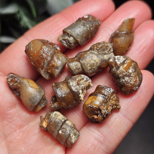 Agate Sea Shell Fossil, Turritella Fossilized Snail Gastropod Shell (0.5