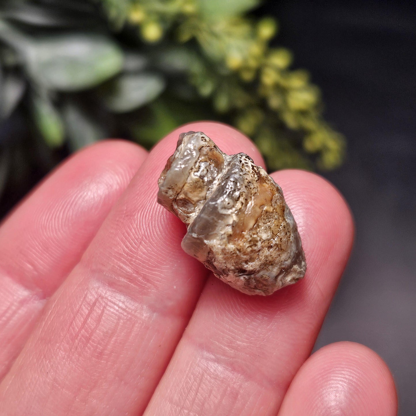 Agate Sea Shell Fossil, Turritella Fossilized Snail Gastropod Shell (0.5
