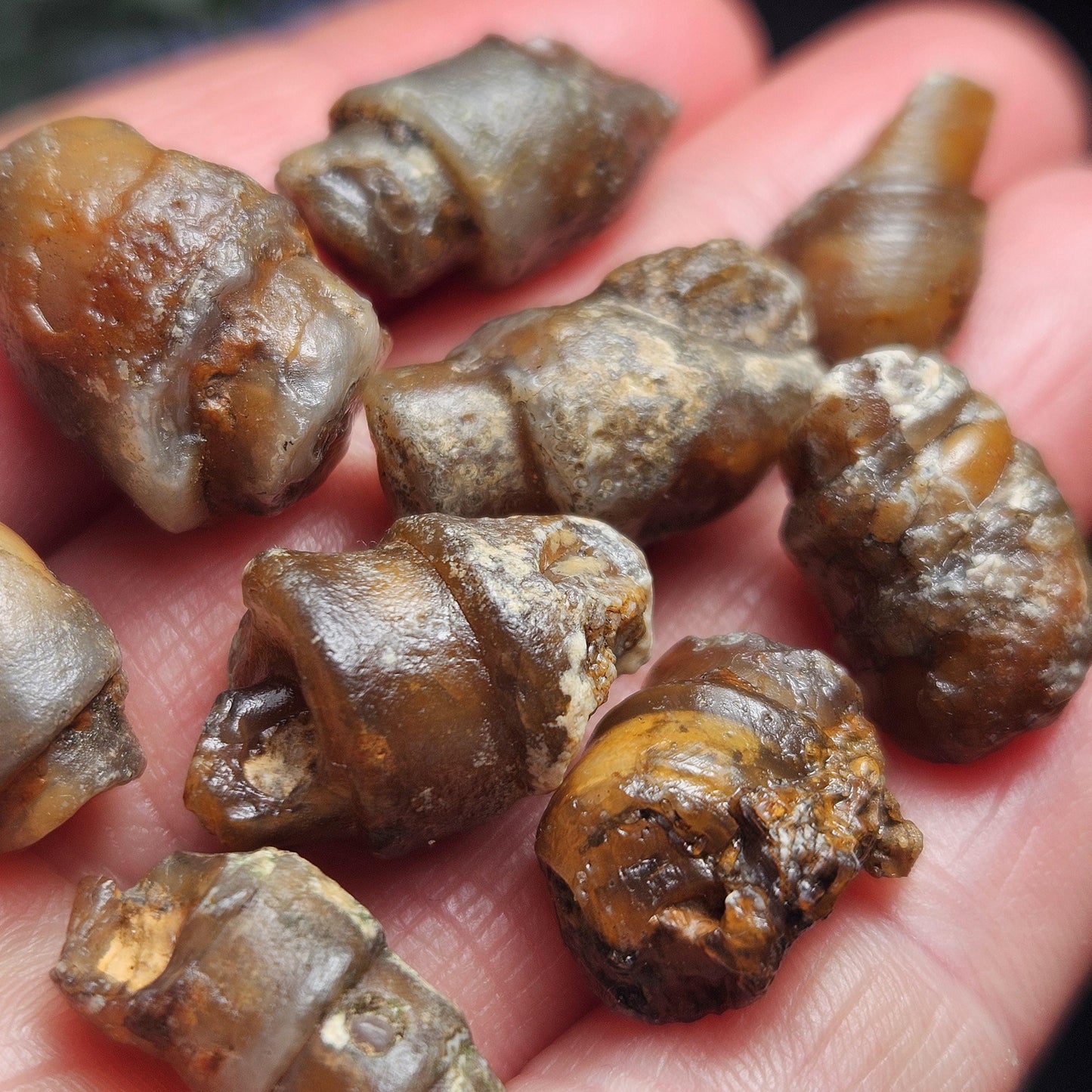 Agate Sea Shell Fossil, Turritella Fossilized Snail Gastropod Shell (0.5