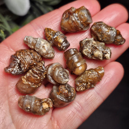 Agate Sea Shell Fossil, Turritella Fossilized Snail Gastropod Shell (0.5