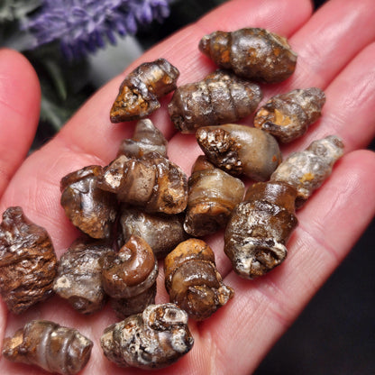 Agate Sea Shell Fossil, Turritella Fossilized Snail Gastropod Shell (0.5