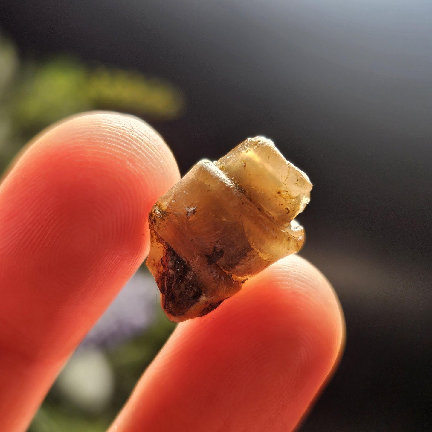 Agate Sea Shell Fossil, Turritella Fossilized Snail Gastropod Shell (0.5