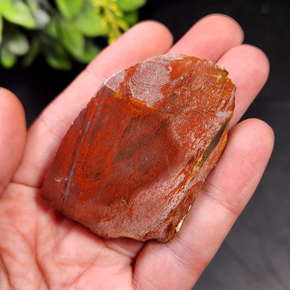 Petrified Wood Crystal, Agatized Wood, Fossilized Wood Specimen