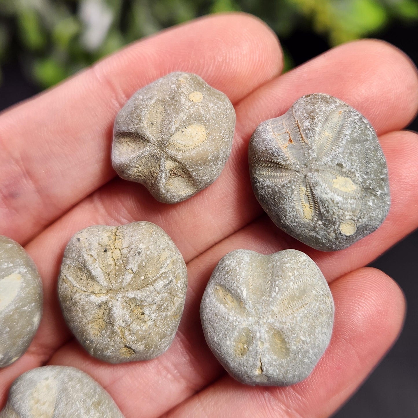 Sand Dollar Fossil Specimen, Authentic Marine Fossilized Sandollar Tumble Fossil