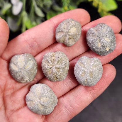 Sand Dollar Fossil Specimen, Authentic Marine Fossilized Sandollar Tumble Fossil