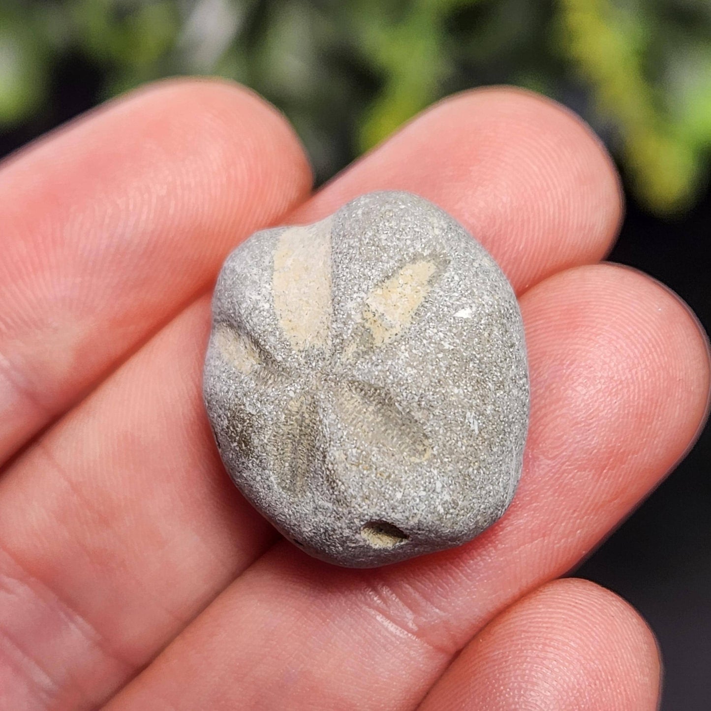 Sand Dollar Fossil Specimen, Authentic Marine Fossilized Sandollar Tumble Fossil