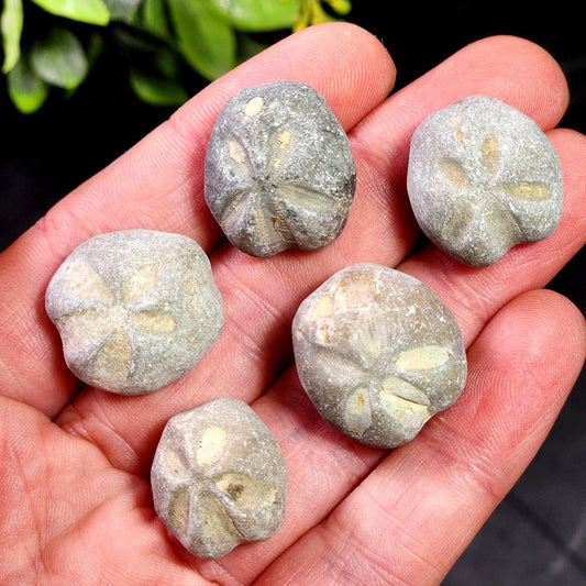Sand Dollar Fossil Specimen, Authentic Marine Fossilized Sandollar Tumble Fossil