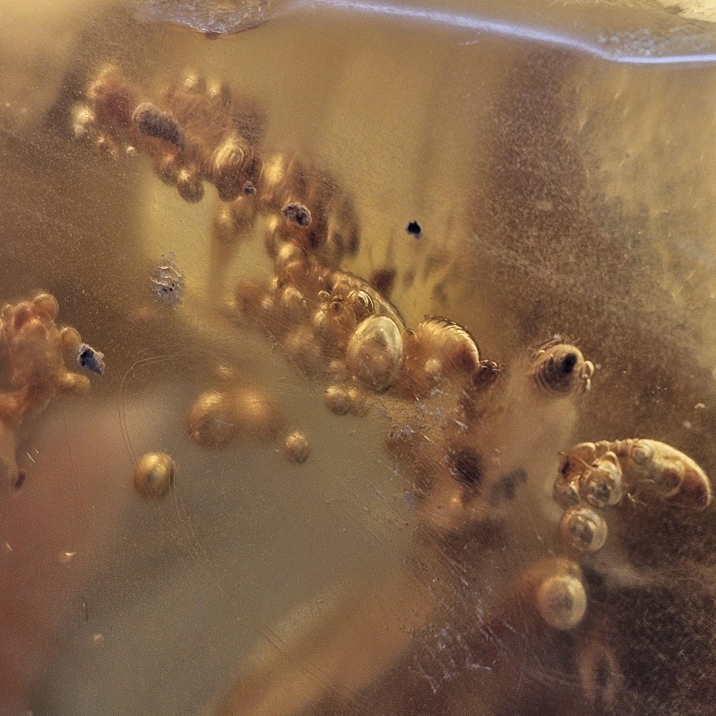 HUGE Amber with Moving Enhydro Bubble & Insect Inclusions 1.17lb