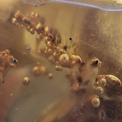 HUGE Amber with Moving Enhydro Bubble & Insect Inclusions 1.17lb