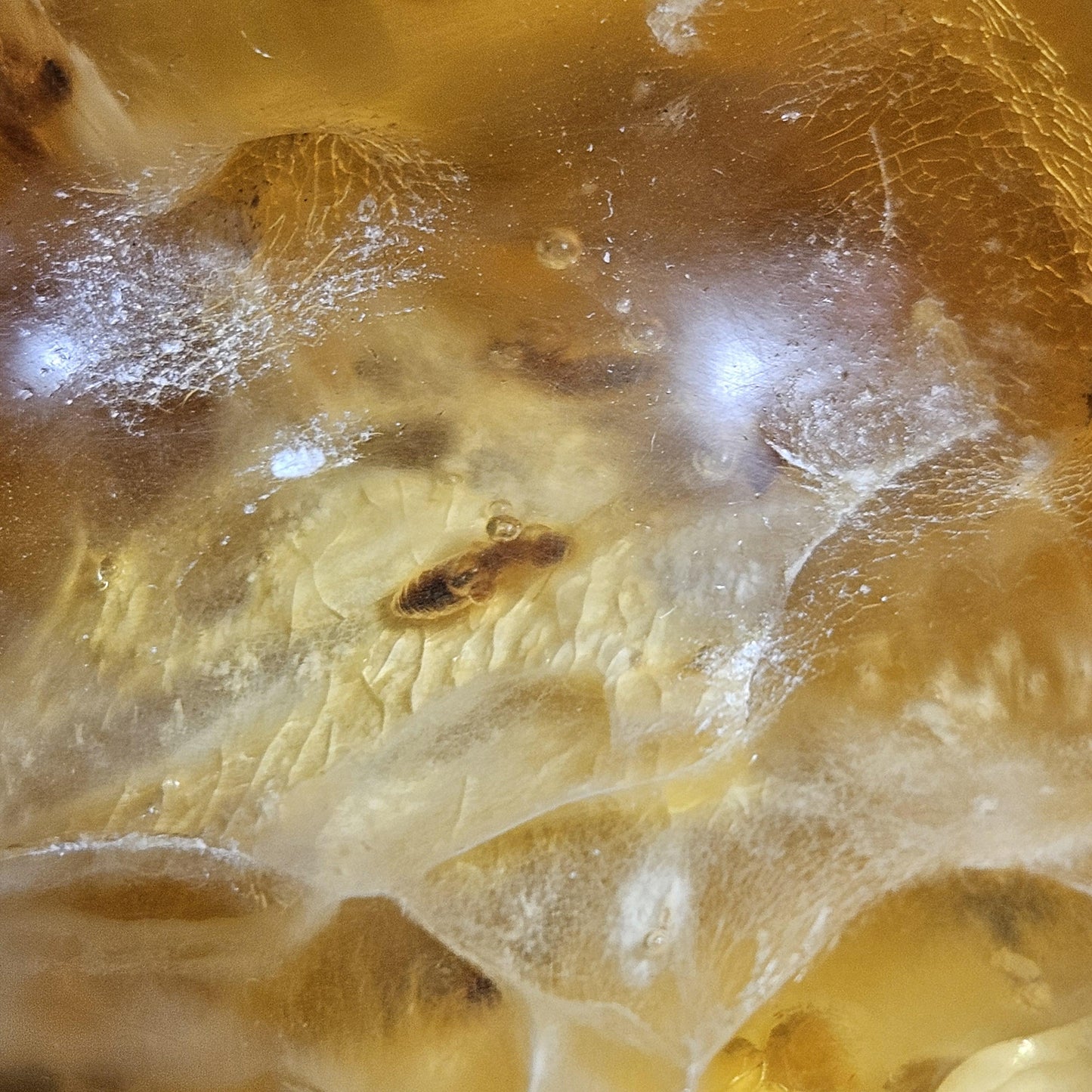 HUGE Amber with Moving Enhydro Bubble & Insect Inclusions 1.17lb