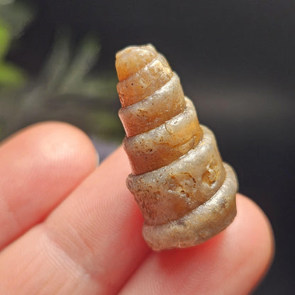 Agatized Spiral Fossil, Turritella Fossilized Snail Gastropod Shell (0.5
