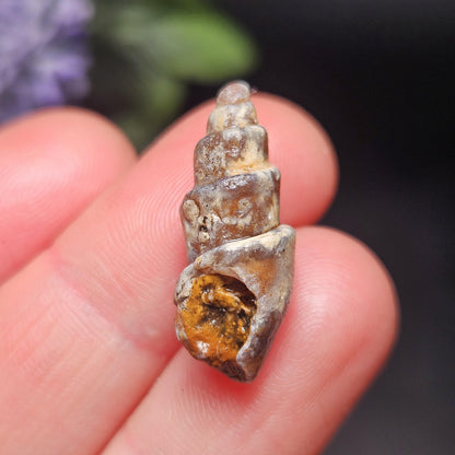 Agatized Spiral Fossil, Turritella Fossilized Snail Gastropod Shell (0.5