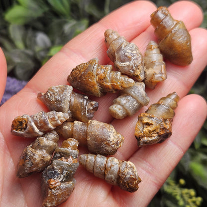 Agatized Spiral Fossil, Turritella Fossilized Snail Gastropod Shell (0.5